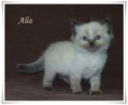 /album/aliz/aliz-5-hetes-005-jpg/